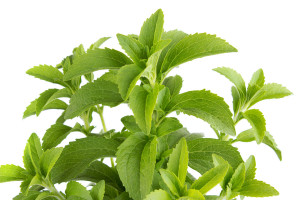 stevia-plant